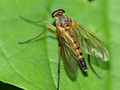 Schnepfenfliege (Rhagio tringarius)